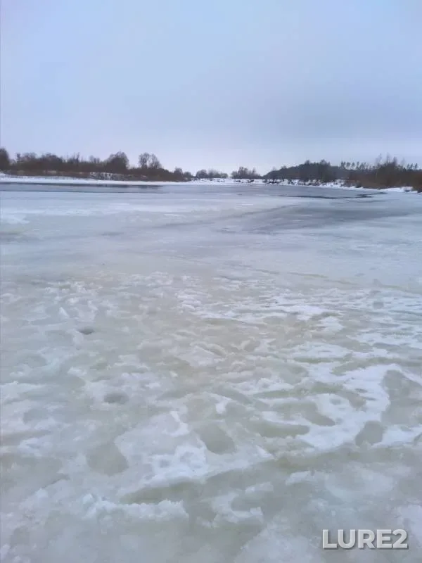 Roach — Kosolyanka, Feb 02, 2019