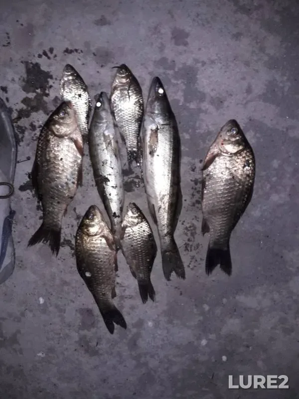Crucian carp, Zander — Zhaynak, Apr 17, 2018