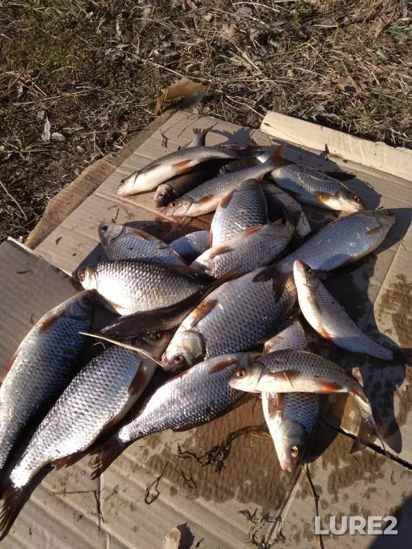 Roach — Dnepr, Apr 02, 2019