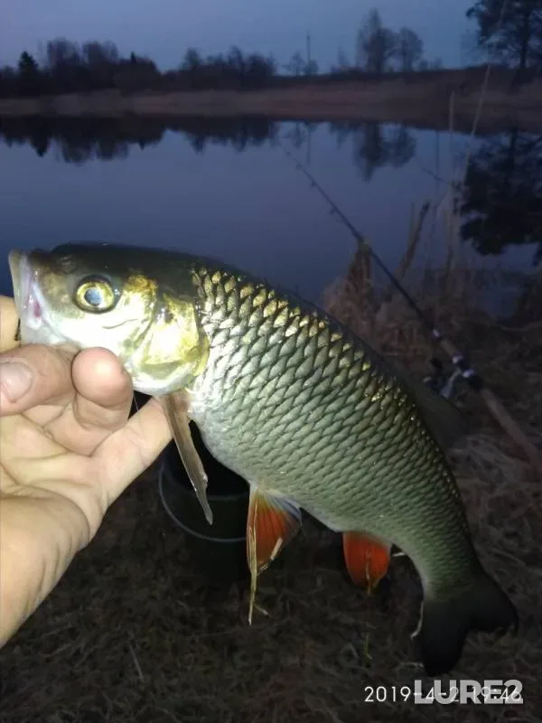 Chub, Perch — Gomelskaya oblast, Rogachyovskiy rayon, Apr 02, 2019