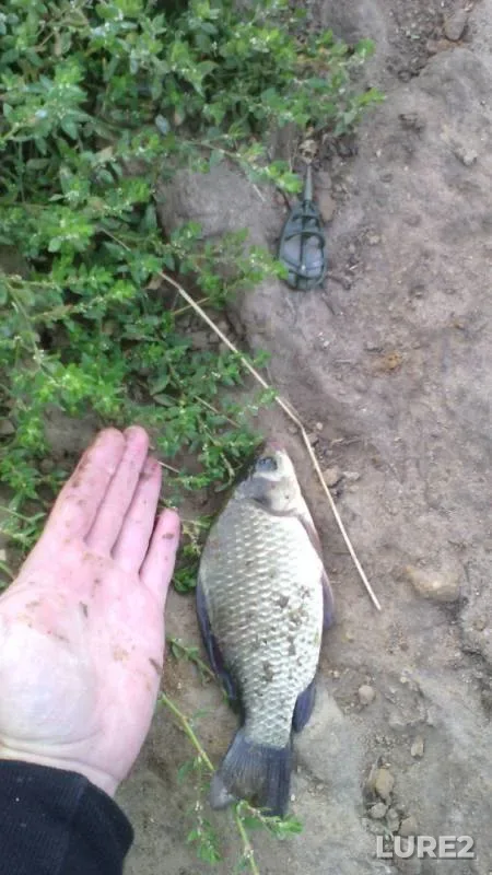 Carp, Crucian carp — Silikatnyy, Aug 21, 2017