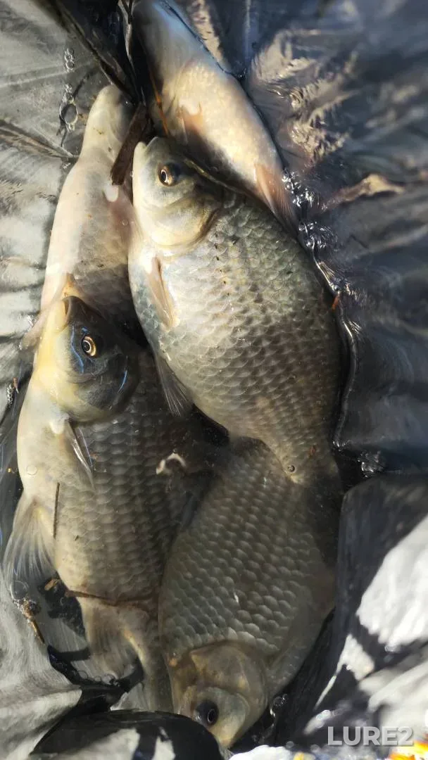 Crucian carp — Ishim, Oct 08, 2025, 4:05 PM