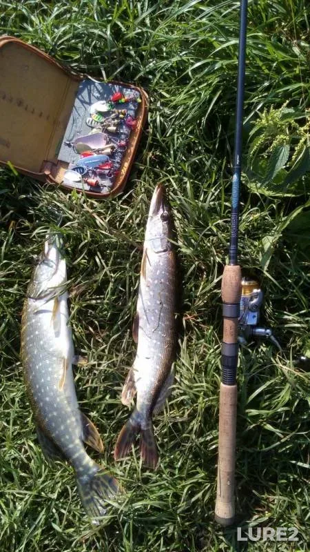 Pike — Bryanskaya oblast, Aug 12, 2017