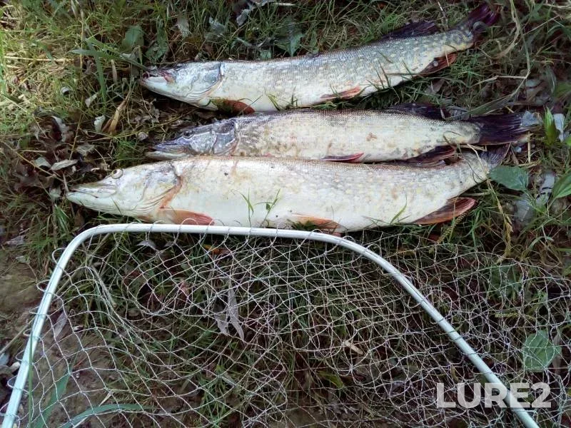 Pike — Dobritsa, Jul 10, 2019
