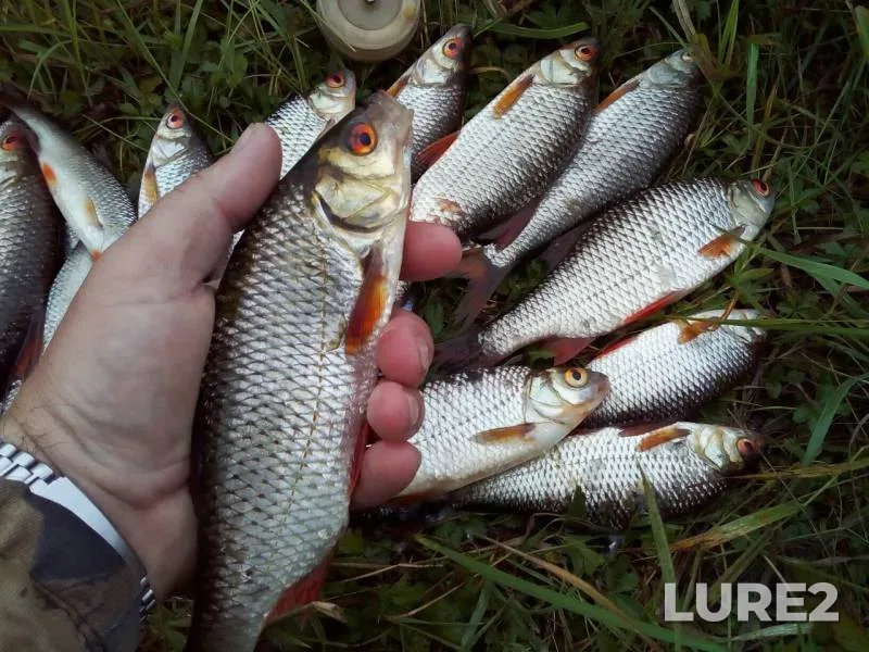 Roach — Dnepr, Jul 23, 2019