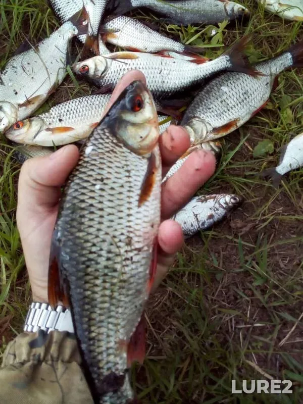Roach, White bream — Dnepr, Aug 02, 2019