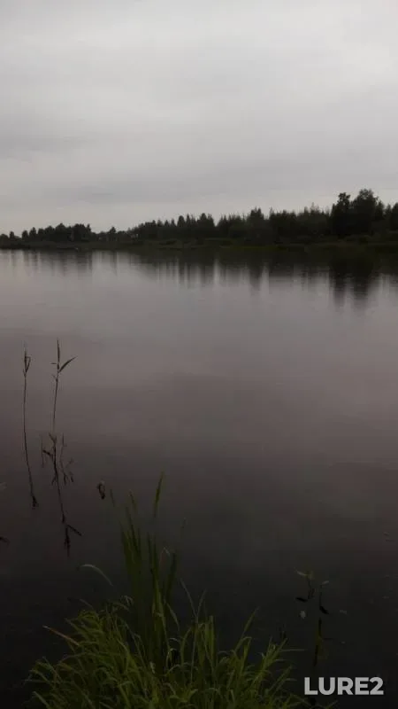 Pike — Bryanskaya oblast, Aug 09, 2017
