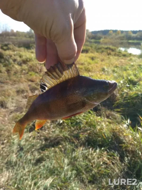 Perch — Gomelskaya oblast, Rogachyovskiy rayon, Oct 15, 2019