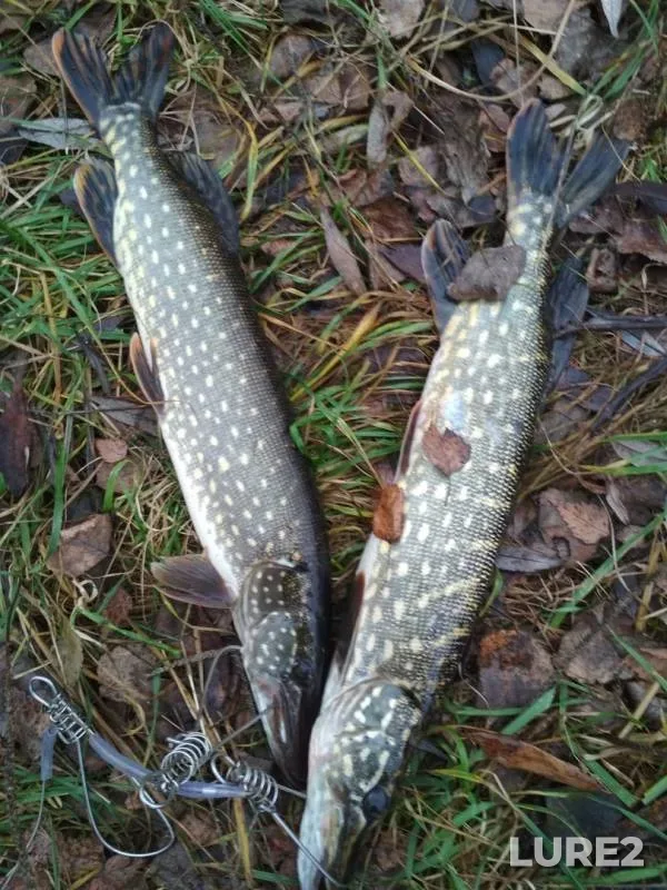 Pike — Svyatoye, Nov 17, 2019