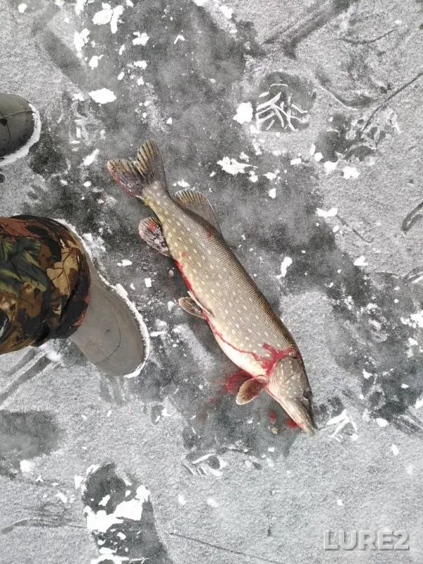 Pike — Maloye Komarino, Nov 26, 2019