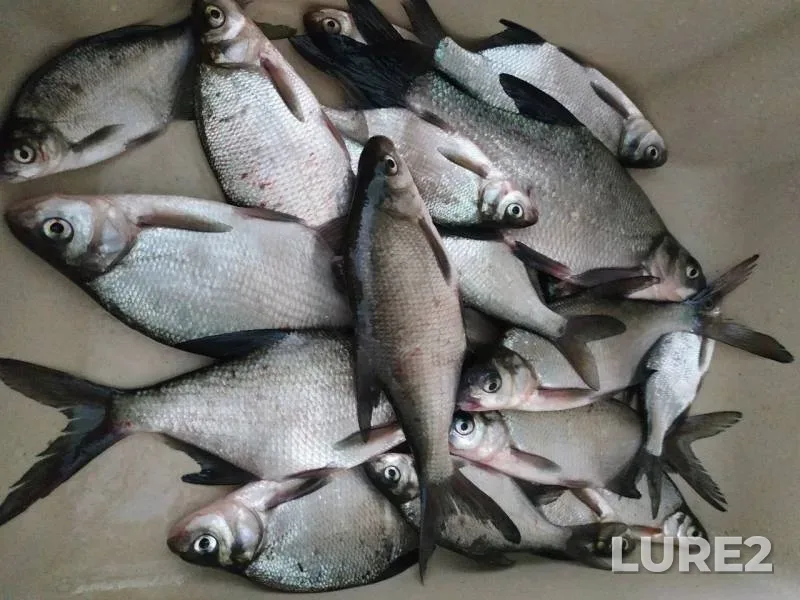 Bream — Drut, Nov 27, 2019