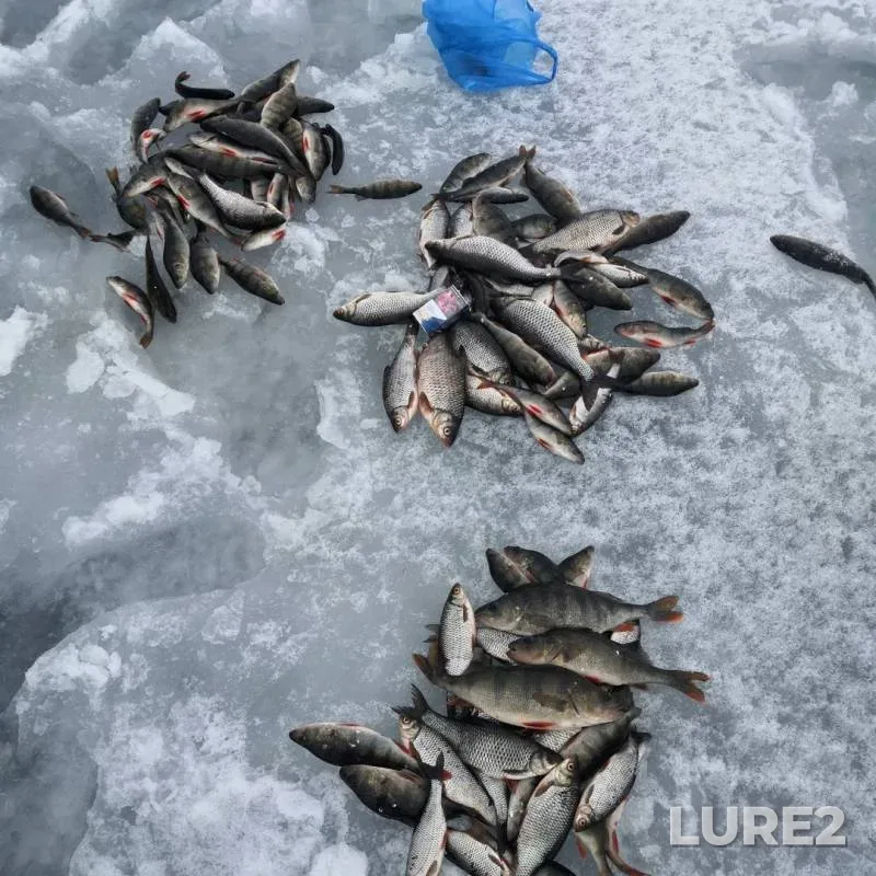 Perch, Roach — Kubenskoye, Feb 21, 2020