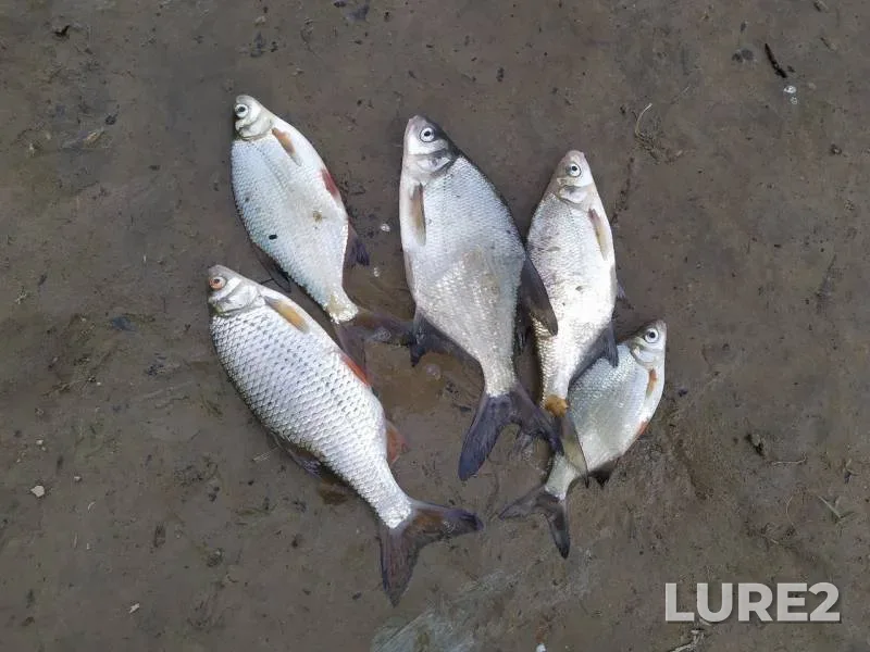 Bream, Roach — Dnepr, May 06, 2020