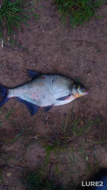Bream — Dnepr, Jun 05, 2020