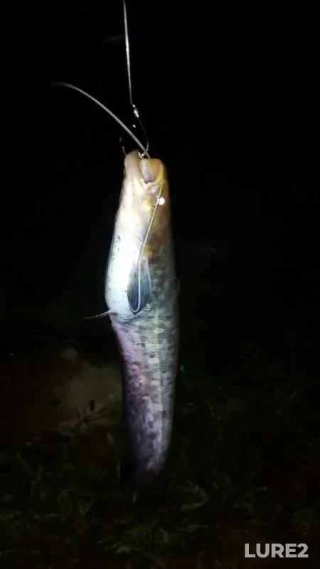 Wels catfish — Velikaya, Sep 05, 2016