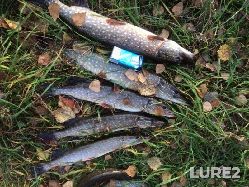 Crucian carp, Pike — Sunoga, Oct 25, 2016