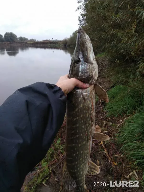 Pike — Bolshoye Komarino, Oct 09, 2020