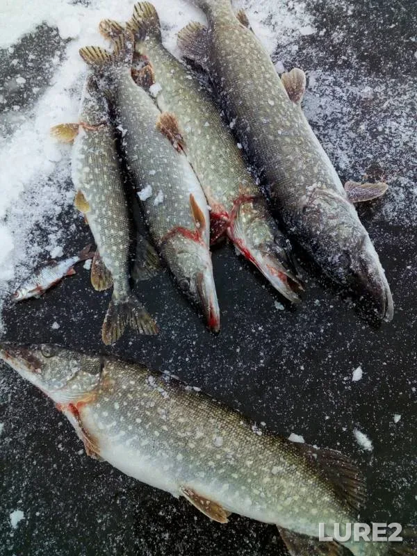 Pike — Sozh, Feb 09, 2020
