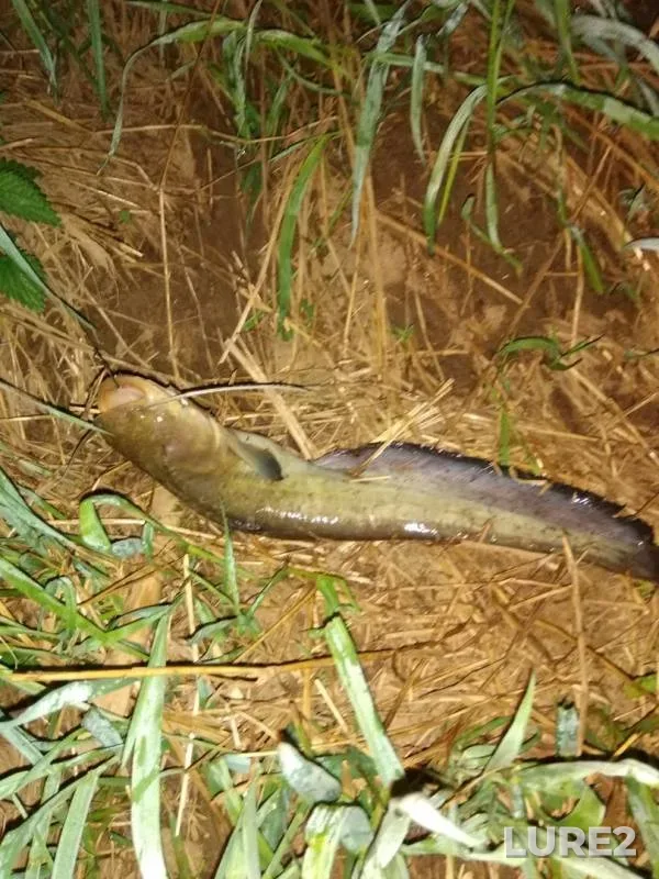Wels catfish — Drysa, May 19, 2018