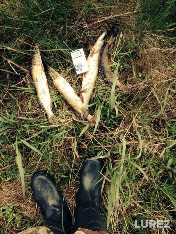 Pike — Uzdyanka, May 04, 2014