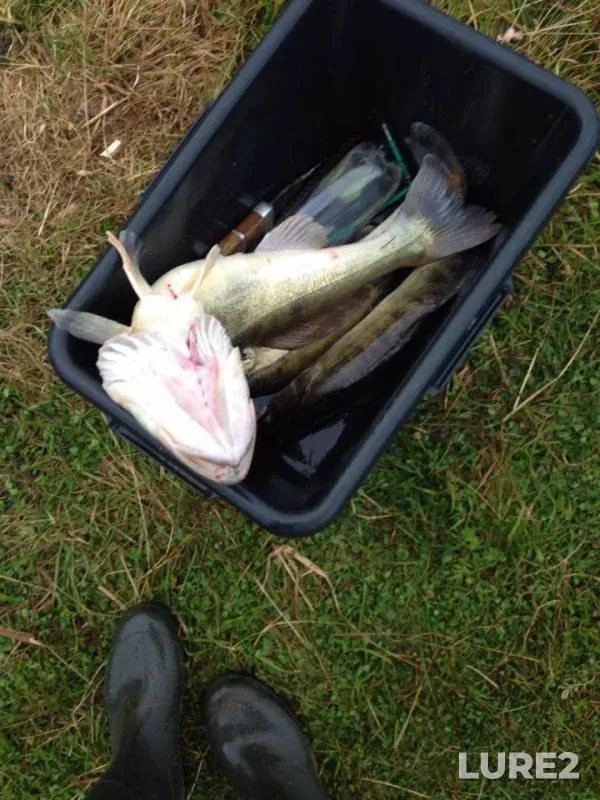 Zander — Zaslavskoye, Jul 11, 2015