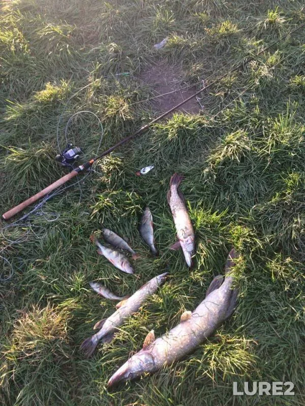 Perch, Pike — Minskaya oblast, Slutskiy rayon, Sep 27, 2016