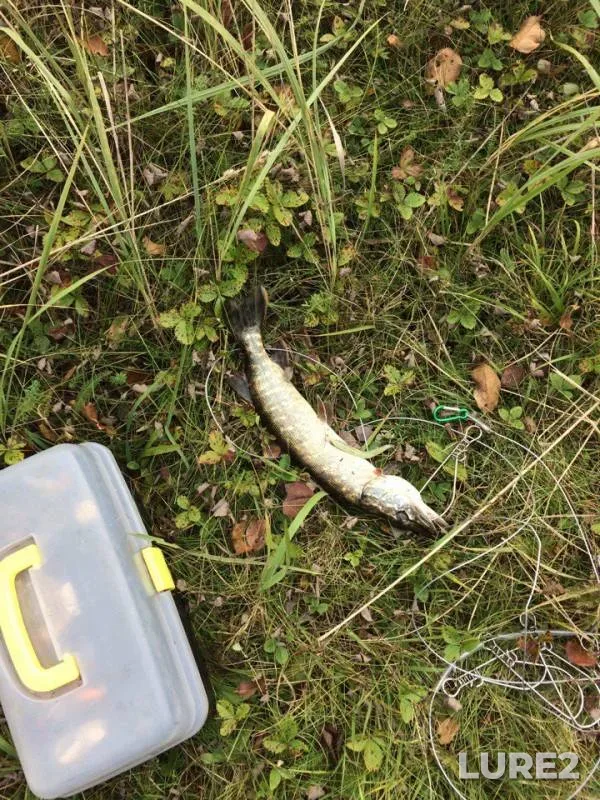 Burbot, Pike — Beloye, Oct 20, 2016