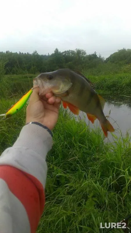 Perch, Pike — Talka, Jul 12, 2017