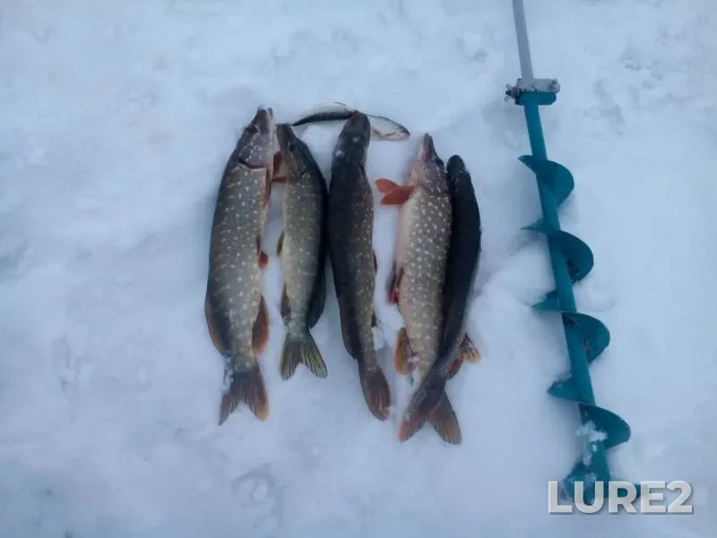 Pike — Neruch, Jan 02, 2017