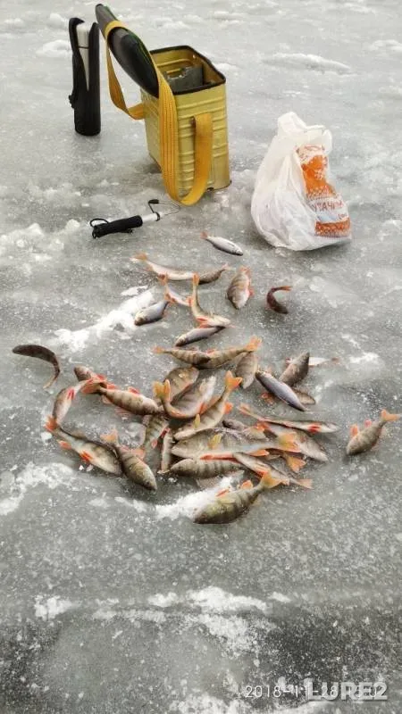 Perch — Berezina, Nov 28, 2018