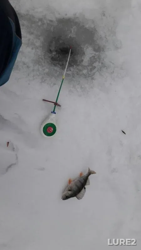 Perch — Oka, Dec 21, 2016