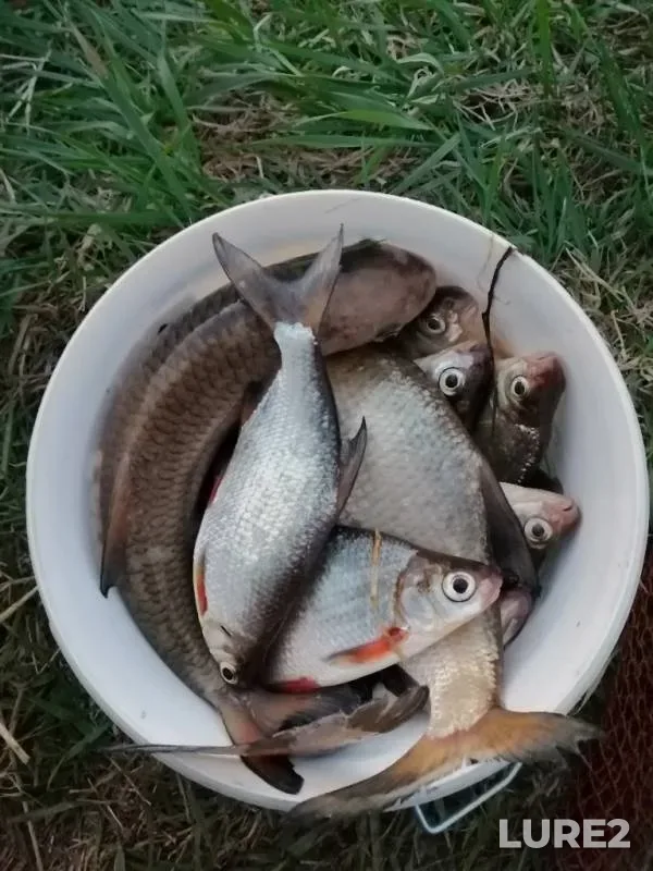 Roach, White bream — Dobysna, Apr 24, 2019