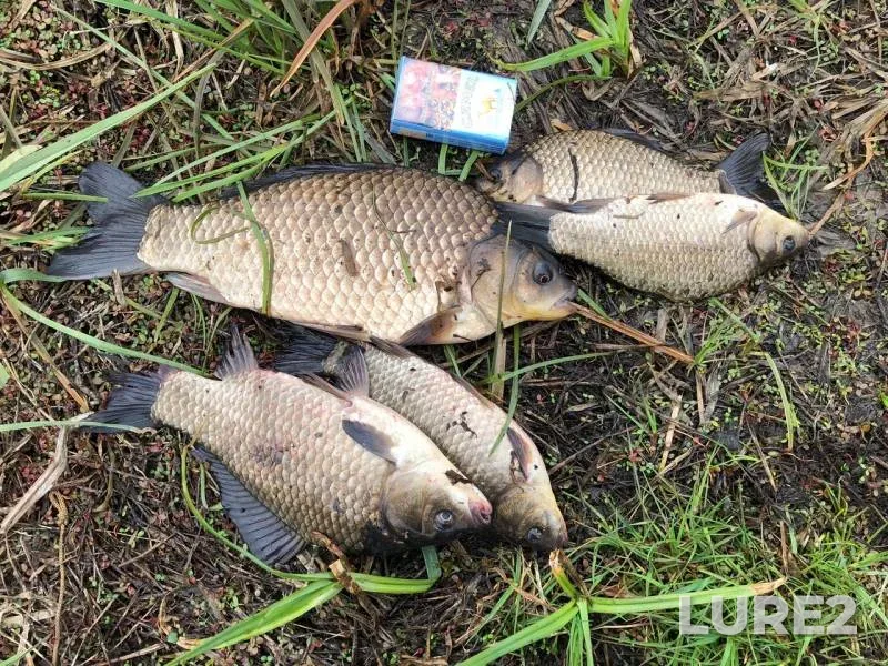 Crucian carp — Rudenka, Apr 28, 2019