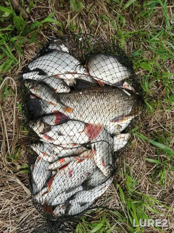Ide, Roach — Dnepr, May 15, 2019