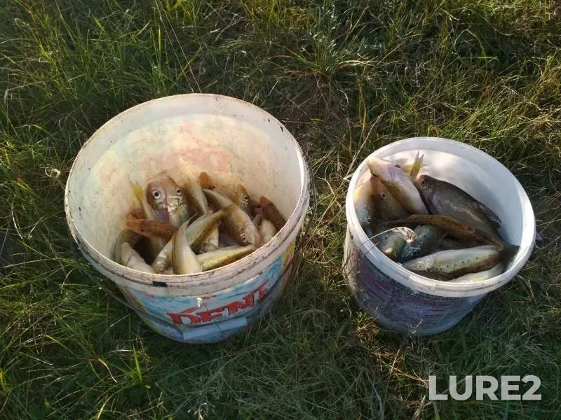 White bream — Dnepr, Oct 17, 2019