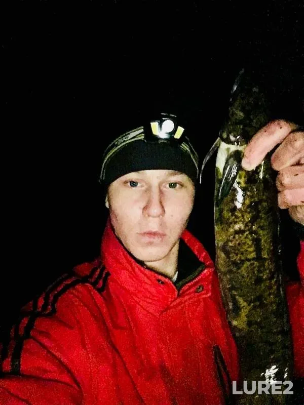Burbot — Kovdozero, Oct 14, 2019