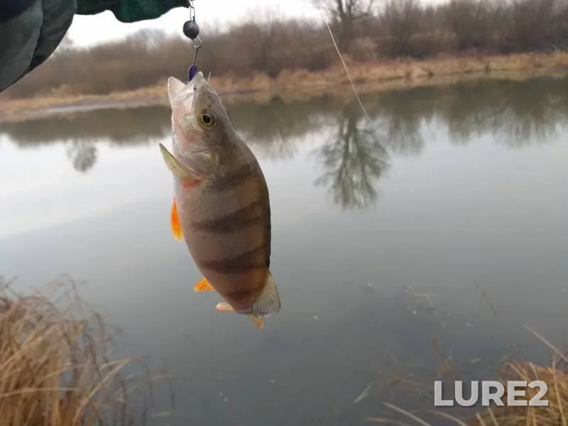 Perch — Rzhavka, Dec 18, 2019