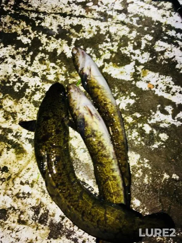 Burbot — Kovdozero, Aug 31, 2019