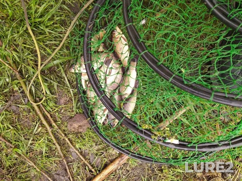 Crucian carp — Yaznach, May 03, 2020