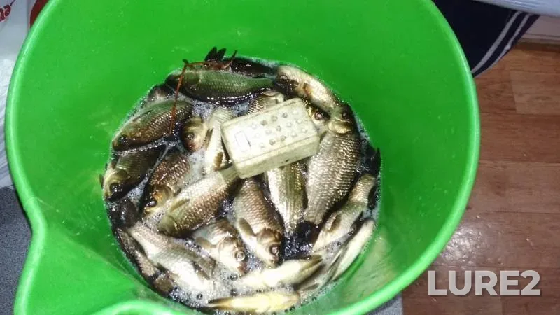 Crucian carp — Yaznach, Apr 23, 2020