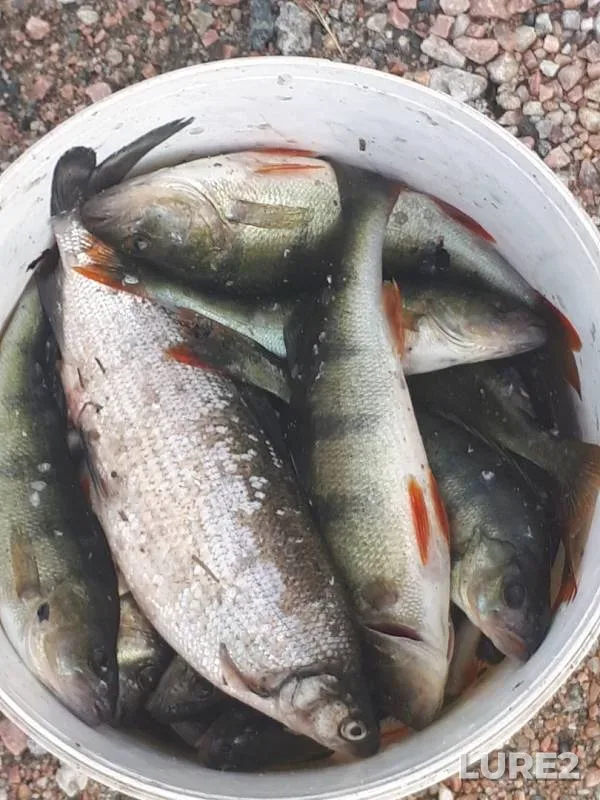 Perch — Kandas, Aug 15, 2019
