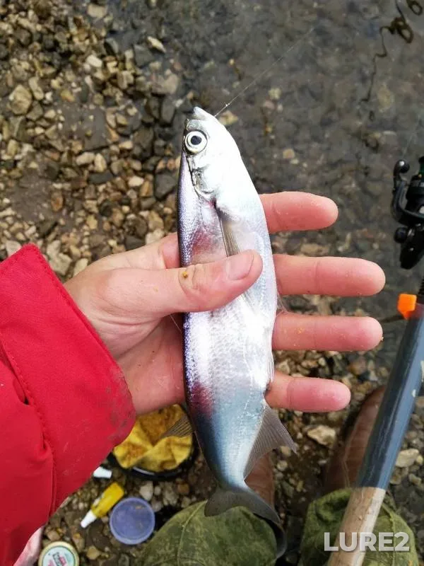 Bream, Roach — Samara, Sep 25, 2019