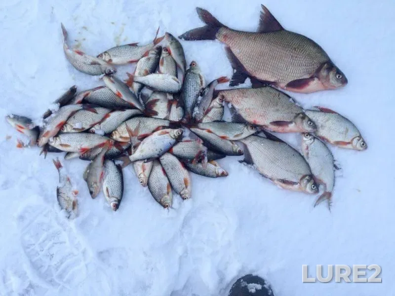 Bream, Perch — Svapa, Dec 24, 2016