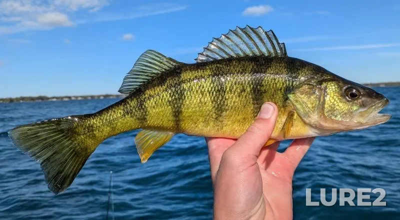 Yellow perch — Michigan, Macomb County, Dec 18, 2010, 10:05 AM