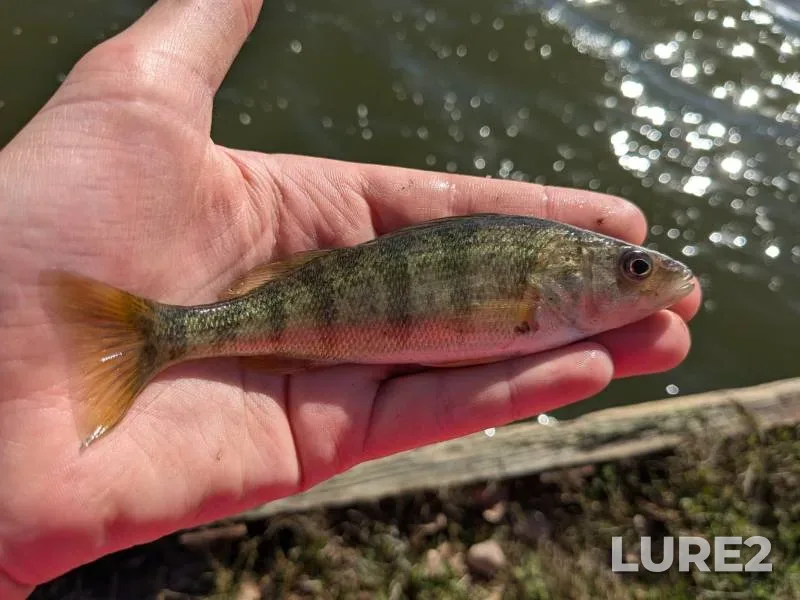 Yellow perch — Michigan, Macomb County, Dec 18, 2010, 4:21 PM