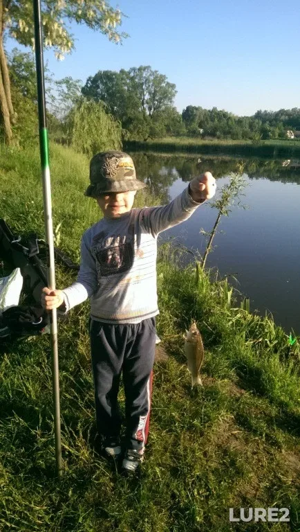 Crucian carp — Kiїvska oblast, Jun 01, 2015, 6:41 AM