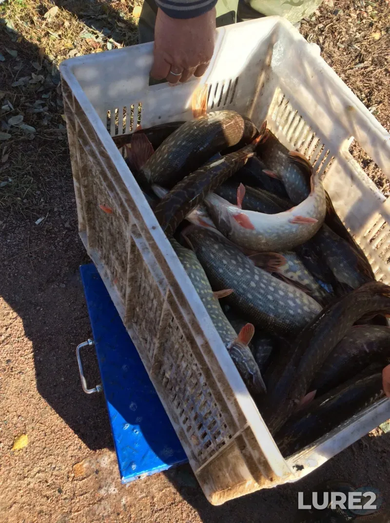 Pike — Kiїvska oblast, Nov 03, 2016