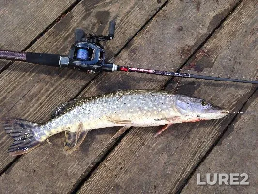 Pike — Kiїvska oblast, Apr 06, 2015, 12:18 PM
