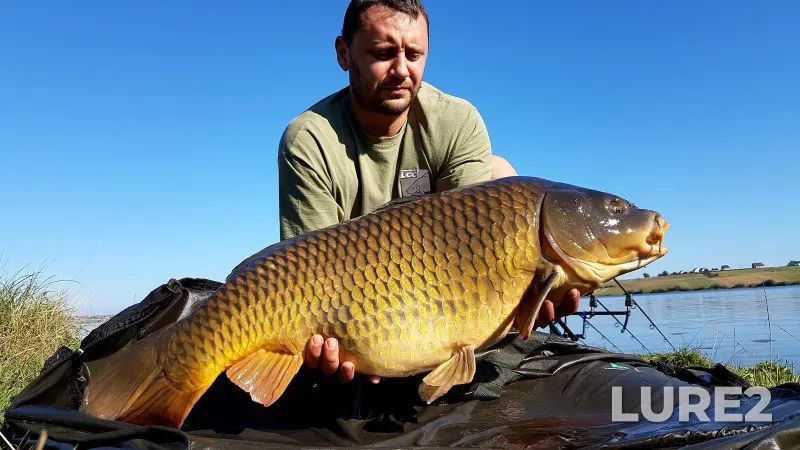 Carp — Lvіvska oblast, Sep 14, 2016, 10:39 AM