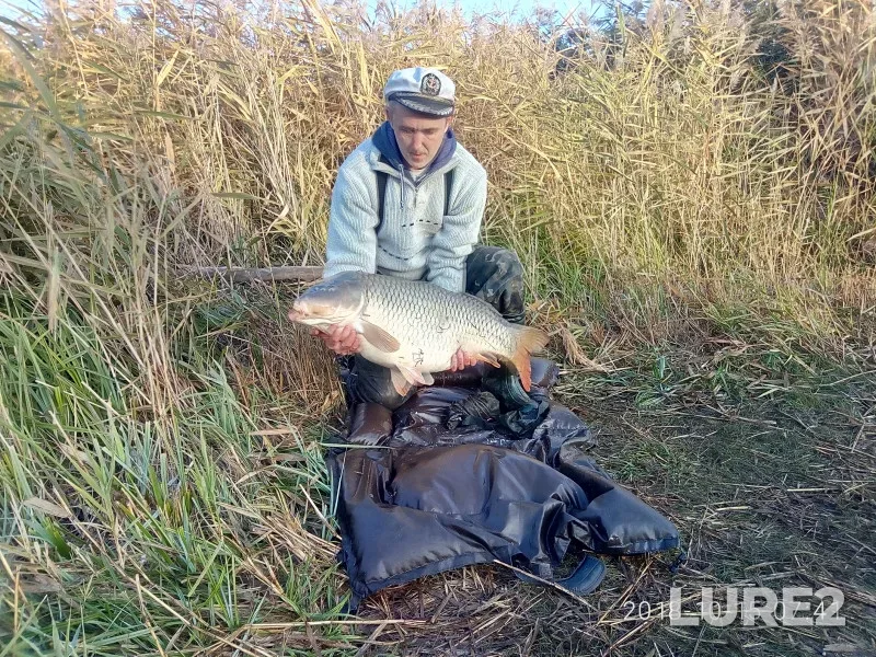 Carp — Donetska oblast, Oct 15, 2018, 7:41 AM